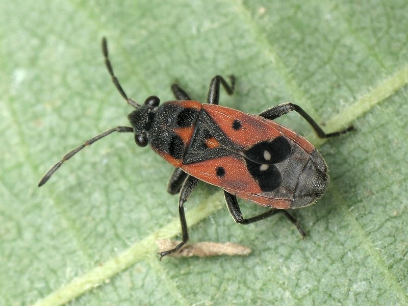 Melanocoryphus tristrami (Douglas & Scott, 1868)